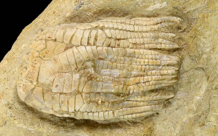 Fossil Crinoid (Zeacrinites) - Alabama #122391